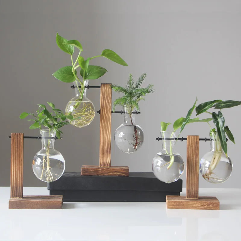 Vasos Jardim Suspenso de Vidro